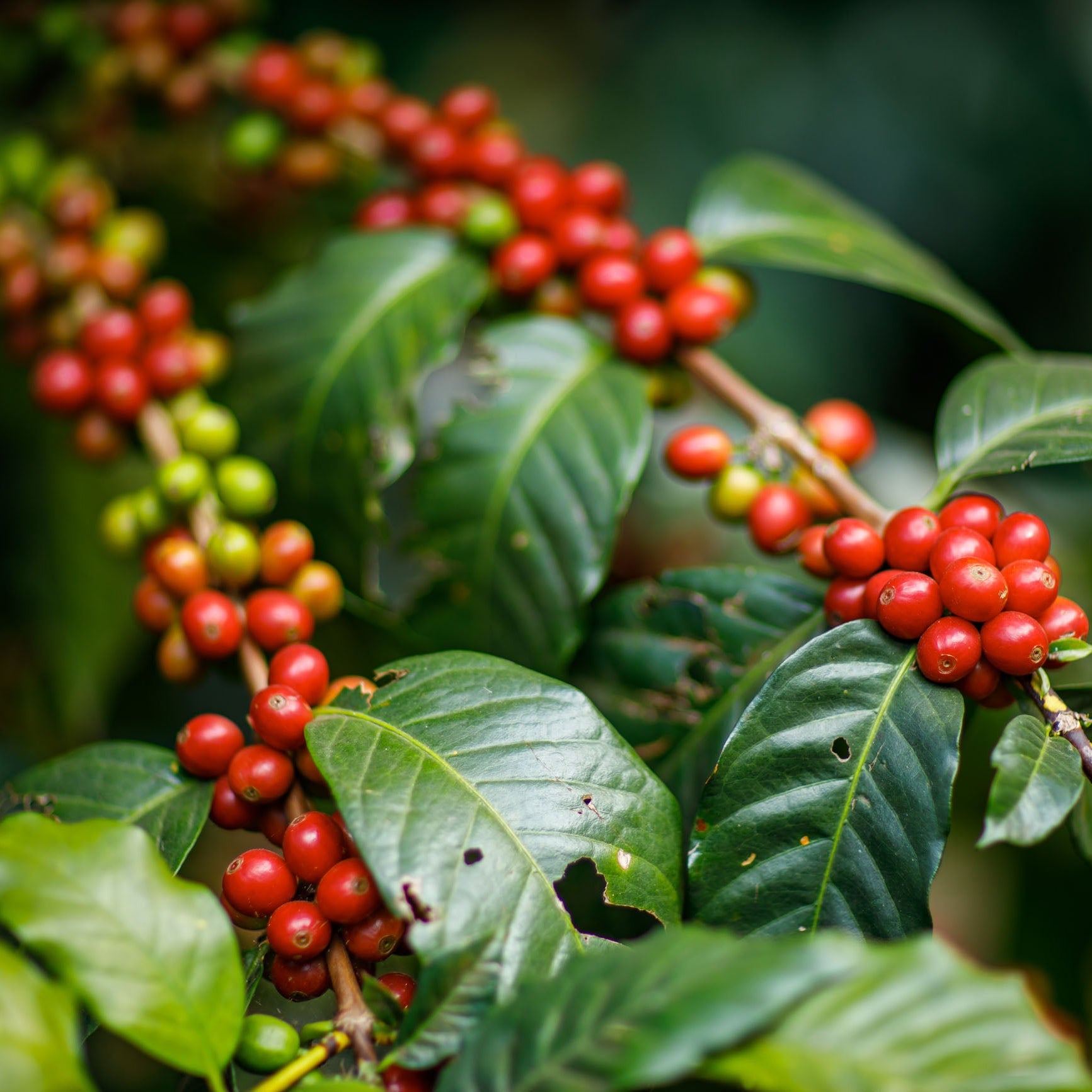 Close-up of coffee cherries on a coffee plant, with clusters of ripe red berries and green leaves in a natural outdoor setting.